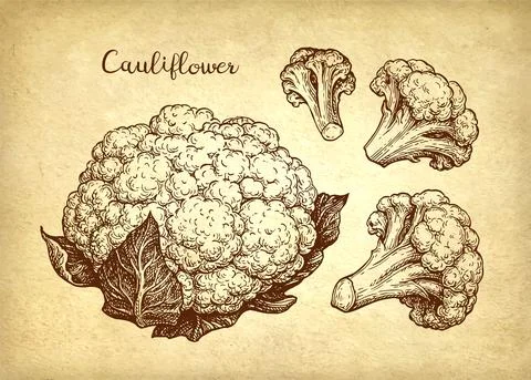 Cauliflower ink sketch set. Stock Illustration