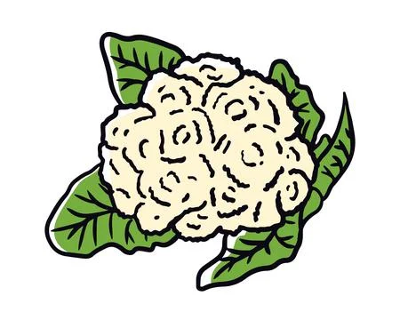 Cauliflower isolated on white background. Hand drawing Cauliflower Stock Illustration