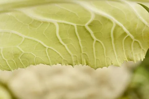 Cauliflower leaf Stock Photos