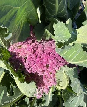 Cauliflower with leaves Stock Photos