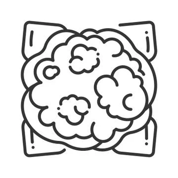 cauliflower line drawing