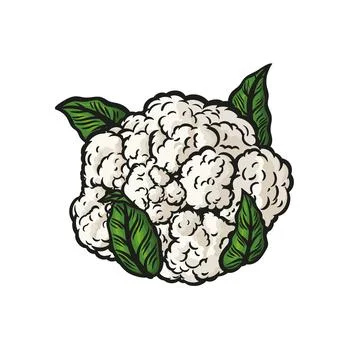 Cauliflower in line drawing style Stock Illustration