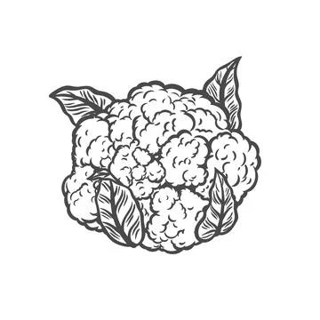 Cauliflower in line drawing style Stock Illustration