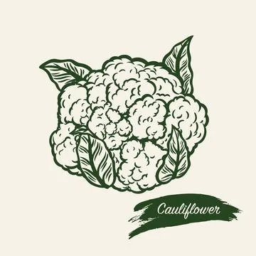 Cauliflower in line drawing style Stock Illustration