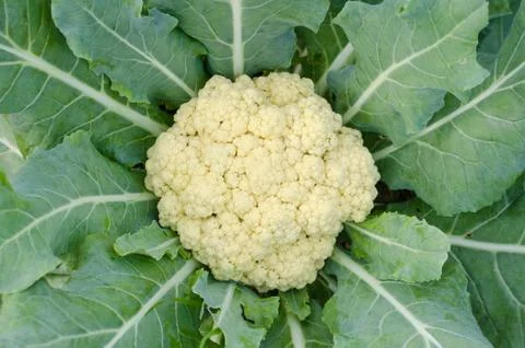 Cauliflower Stock Photos