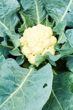 Cauliflower Stock Photos