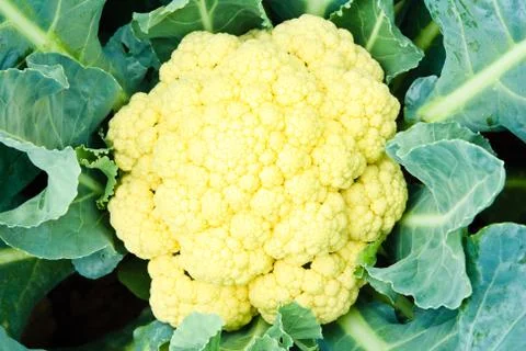 Cauliflower Stock Photos
