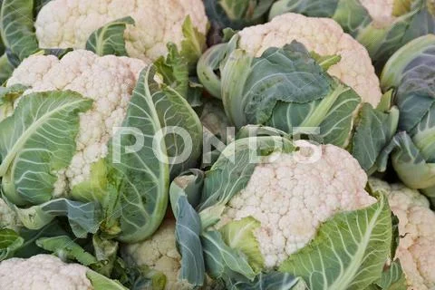 Cauliflower Stock Photos