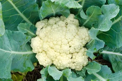Cauliflower Stock Photos