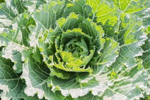 Cauliflower Stock Photos