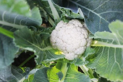 Cauliflower Stock Photos