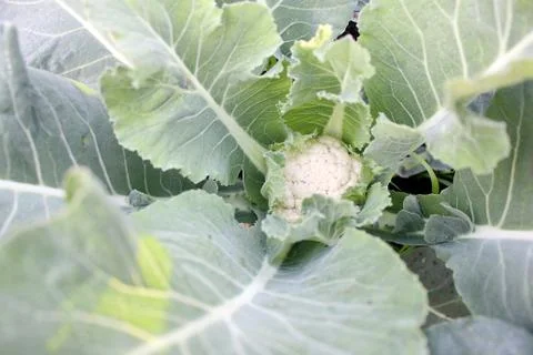 Cauliflower Stock Photos