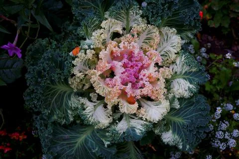 Cauliflower Stock Photos