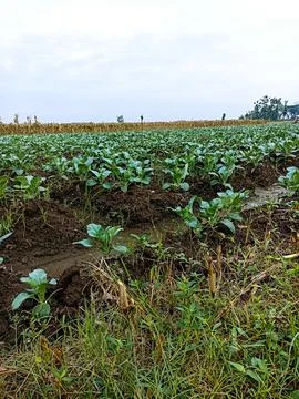 Cauliflower Stock Photos