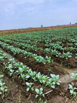 Cauliflower Stock Photos