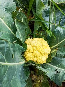 Cauliflower Stock Photos