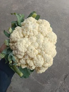 Cauliflower Stock Photos