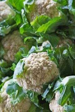 Cauliflower pile Stock Photos