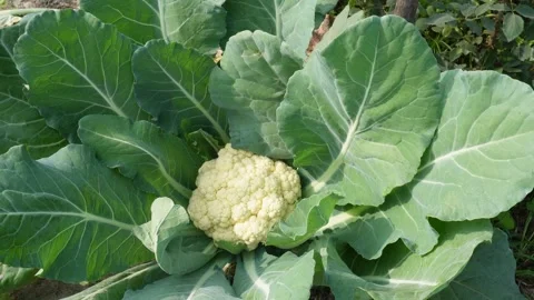 Cauliflower Plant Stockbeeldmateriaal 332538890