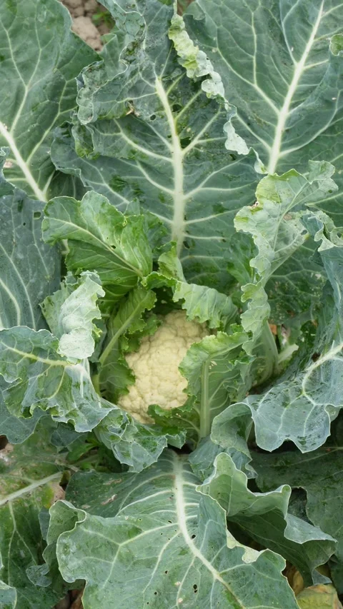 Cauliflower Plant Vidéo 333903375