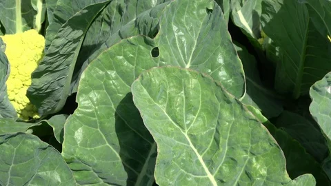 Cauliflower plant in soil Stock Footage 87793703