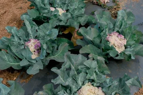 Cauliflower plantation using modern technology Stock Photos