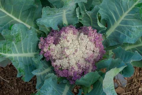 Cauliflower plantation using modern technology Stock Photos