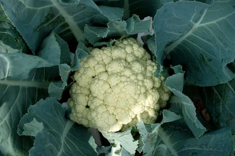 Cauliflower plantation using modern technology Stock Photos