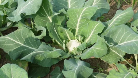 Cauliflower Plants Growing Stock Footage 332536394