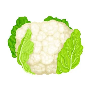 Cauliflower as Raw Salad Ingredient Vector Illustration Ilustración de archivo