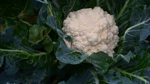 Cauliflower ready to pick Video stock 227888117