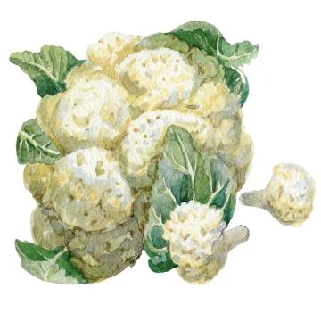 Cauliflower. Realistic watercolor hand-drawn illustration Stock Illustration