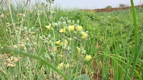Cauliflower seeds flower. Vídeos de archivo 268219095