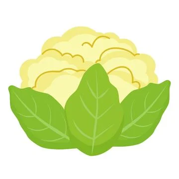Cauliflower Vector Art Stock Illustration