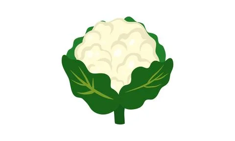 Cauliflower Vector Design And Illustration. Stock Illustration