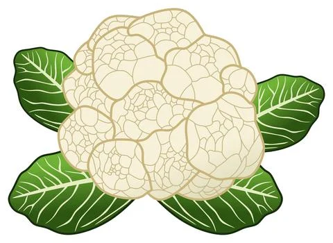 Cauliflower vector drawing on isolated background healthy food diet concept Stock Illustration
