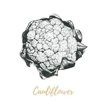 Cauliflower vector illustration Stock Illustration
