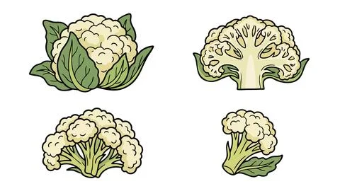 Cauliflower Vector Illustration Set with Whole Head and Cut Sections Stock Illustration