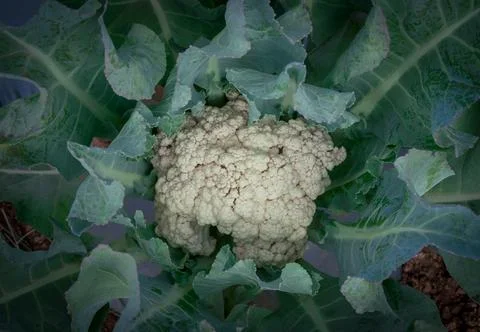 Cauliflower vegetable background top angle shot Stock Photos