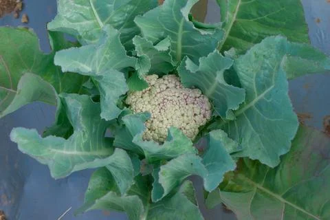 Cauliflower vegetable background top angle shot Stock Photos