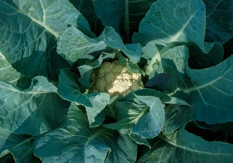 Cauliflower vegetable background top angle shot Stock Photos