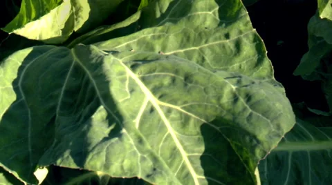 Cauliflower in the vegetable garden Video stock 54626286