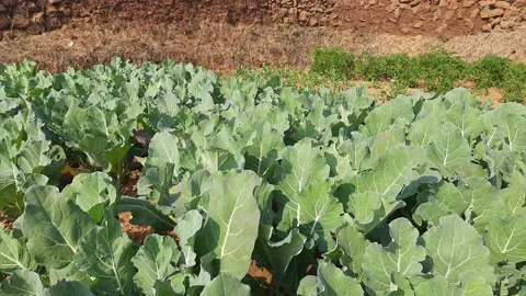 Cauliflower in vegetable Garden. Stock Footage 165393300