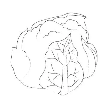 Cauliflower vegetable icon image Stock Illustration