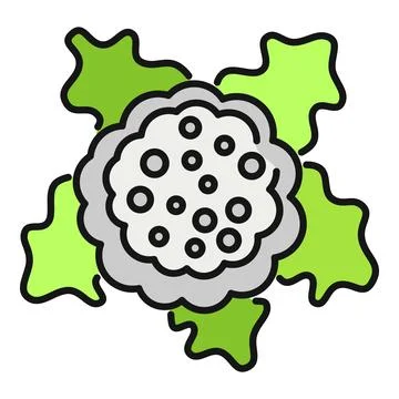 Cauliflower vegetable icon representing healthy eating Stock Illustration