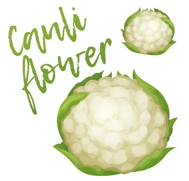 Cauliflower vegetable vector icon isolated on white background. White cabbage Stock Illustration