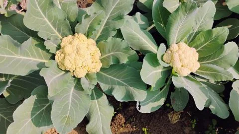 Cauliflower is a vegetable from which many types of recipes can be made. Stock Photos
