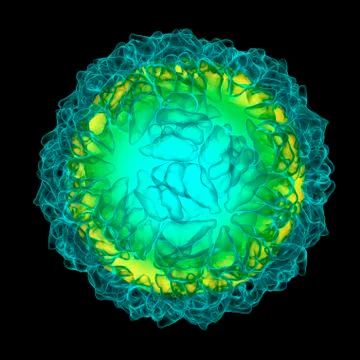 Caulobacter bacteriophage, artwork Stock Illustration