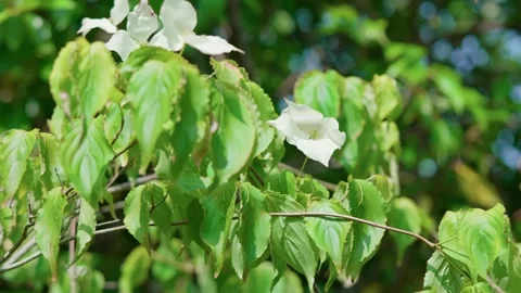 Causa dogwood Stock Footage 314060128