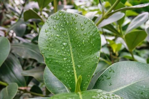 Causae rose Foto stock